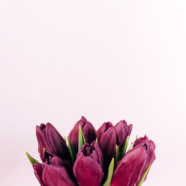 Nahaufnahme von frischen roten Tulpenblumen auf farbigem Hintergrund