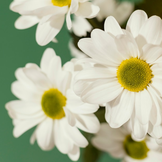 Nahaufnahme von Frühlingsgänseblümchen