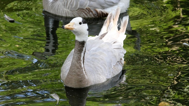 Nahaufnahme von Gänsen, die in einem Teich schwimmen