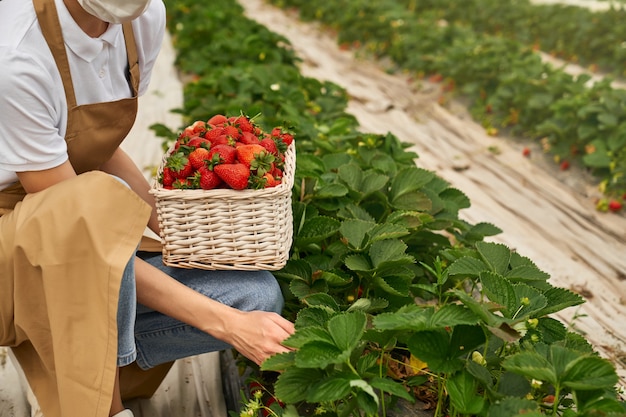 Nahaufnahme von Gärtnerin in Maske Erdbeeren pflücken