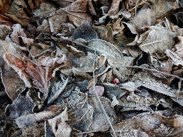 Nahaufnahme von gefrorenen trockenen Blättern auf dem Boden während des Winters
