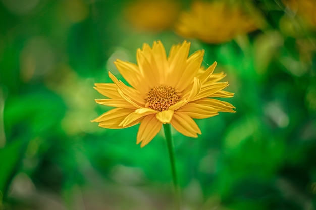 Nahaufnahme von gelben Chrysanthen