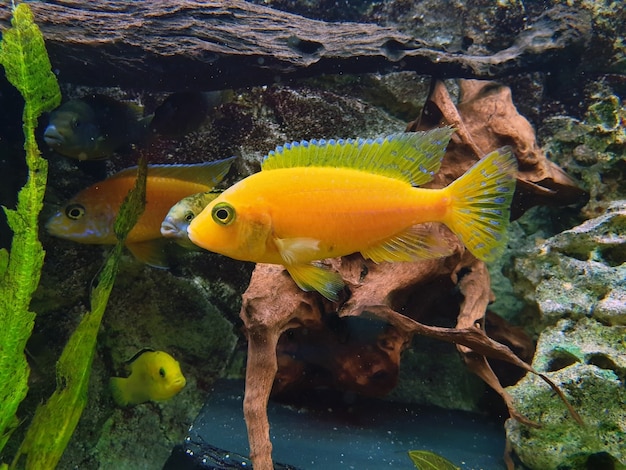 Kostenloses Foto nahaufnahme von gelben cichlidae cichliden zu hause im aquarium