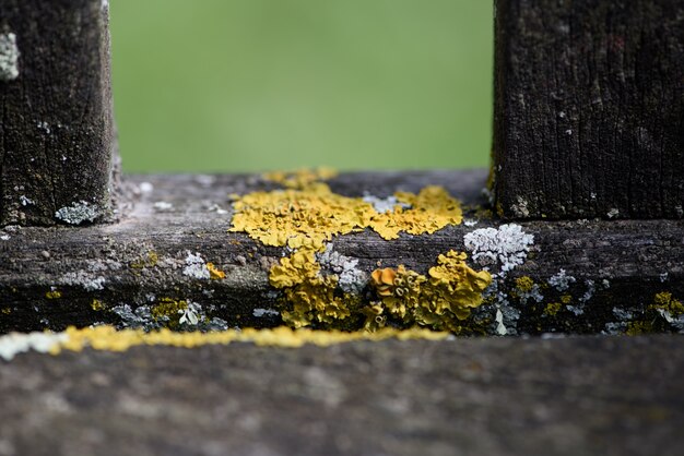 Nahaufnahme von gelben Moos auf Holz