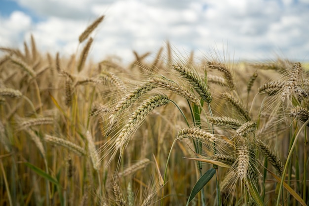 Nahaufnahme von Gerstenkörner im Feld