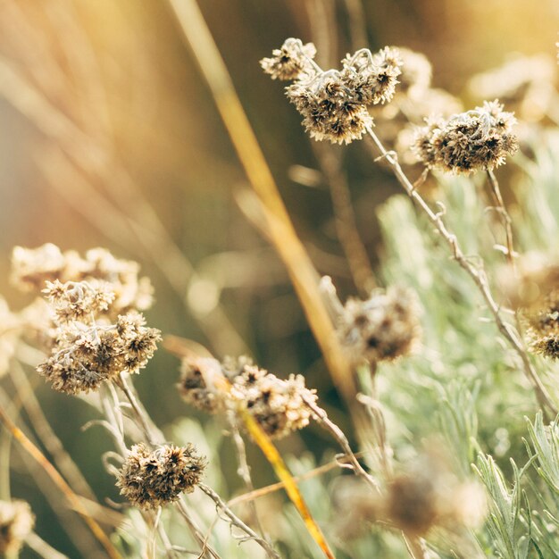 Nahaufnahme von getrockneten Blumen