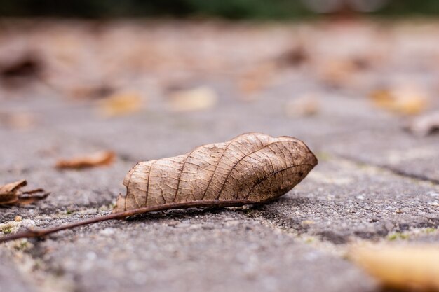 Nahaufnahme von getrockneten Herbstblättern auf einem Straßenboden