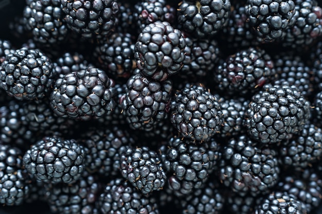 Kostenloses Foto nahaufnahme von glänzenden, frisch gepflückten brombeeren.