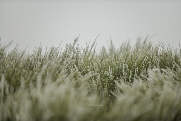 Nahaufnahme von Gras bedeckt in Schneeflocken unter einem bewölkten Himmel mit einem verschwommenen Hintergrund