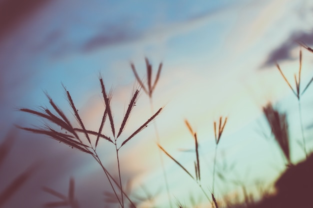 Kostenloses Foto nahaufnahme von gras mit sonnenuntergang im hintergrund