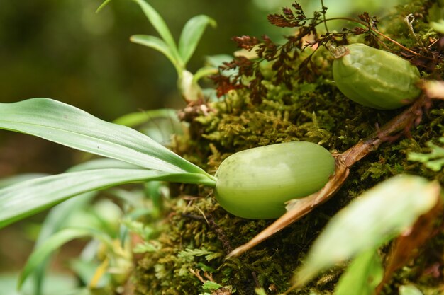 Nahaufnahme von grünen Früchten