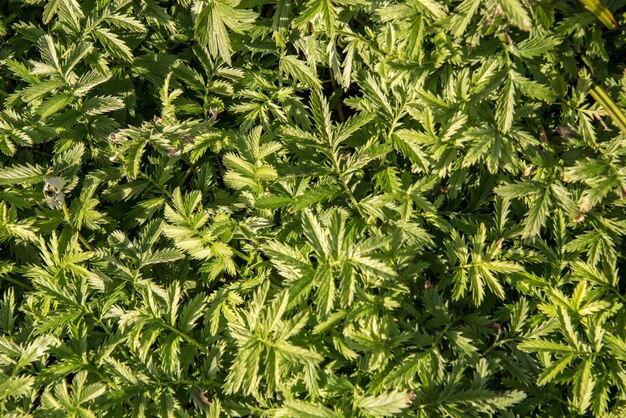 Nahaufnahme von grünen geothermischen Farnen in einem Garten