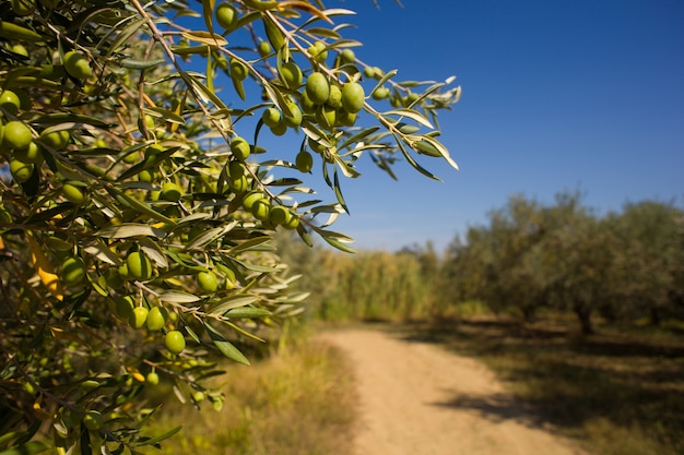 Nahaufnahme von grünen istrischen oliven auf einem zweig