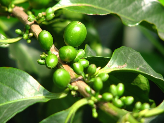 Nahaufnahme von grünen Kaffeebohnen, die auf dem Zweig wachsen
