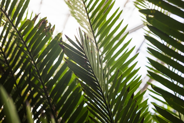 Nahaufnahme von grünen Palmblättern