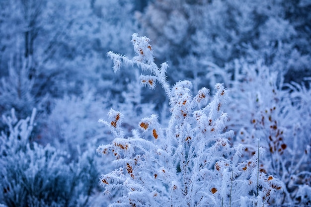 Nahaufnahme von Hagebuttenzweigen, die von Frost bedeckt sind