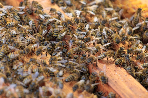 Nahaufnahme von Honigbienen auf Bienenstock unter dem Sonnenlicht