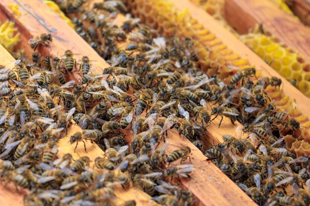 Nahaufnahme von Honigbienen auf einem Bienenstock unter dem Sonnenlicht - landwirtschaftliches Konzept