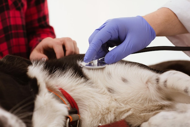 Kostenloses Foto nahaufnahme von hund mit stethoskop untersucht. hand eines selbstbewussten tierarztes, der das stethoskop bewegt, um die lunge oder den bauch von hunden zu überprüfen.