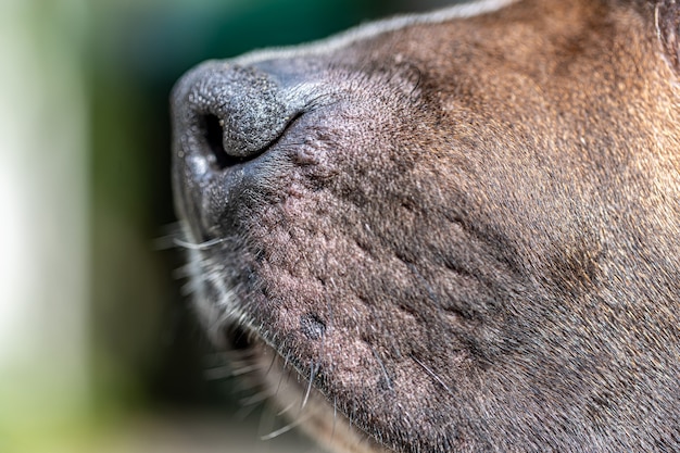 Nahaufnahme von Hundenase, Labrador-Nase im Fokus.