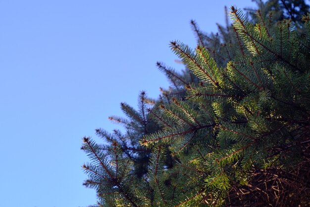 Nahaufnahme von immergrünen Blättern unter dem Sonnenlicht und einem blauen Himmel mit einem verschwommenen Hintergrund