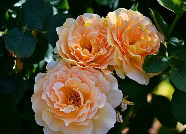 Nahaufnahme von immergrünen Rosen in einem Garten unter dem Sonnenlicht