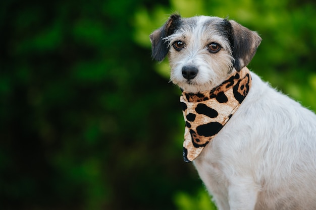 Nahaufnahme von Jack Russell Terrier mit einem Gepardenhalsband gegen eine grüne Bokeh-Oberfläche