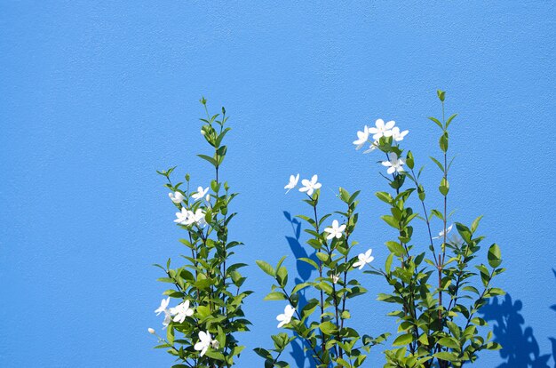 Nahaufnahme von Jasmin, die unter dem Sonnenlicht gegen eine blaue Wand wächst