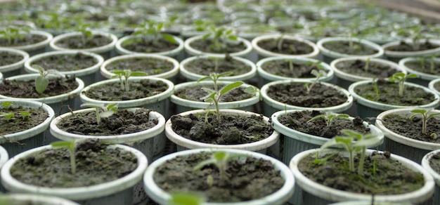 Nahaufnahme von jungen neugeborenen Tomaten, die im Saatbett wachsen, um im Frühjahr fertig zu sein?