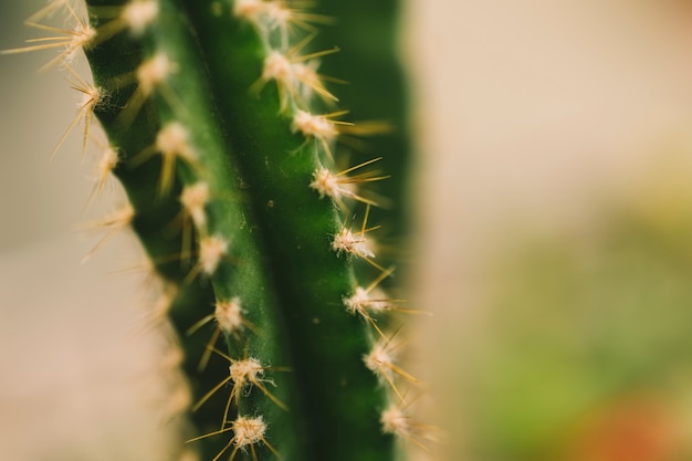 Nahaufnahme von Kaktus