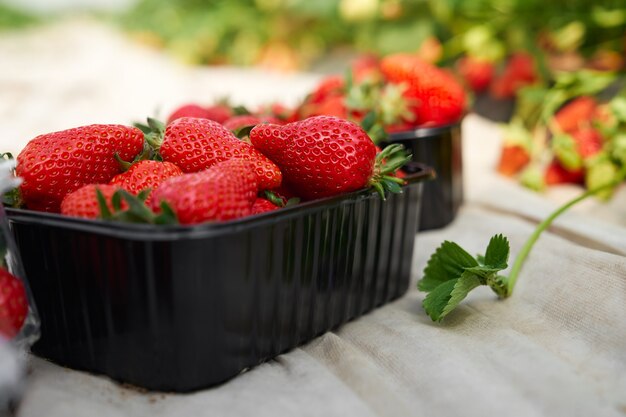 Nahaufnahme von Körben mit frischen Erdbeeren zum Verkauf auf dem Bauernmarkt. Konzept des Prozesses, der schöne Beeren für den Verkauf im modernen Gewächshaus vorbereitet.
