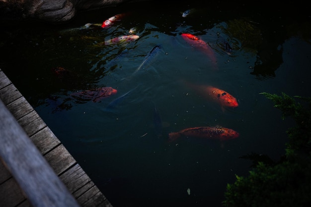 Kostenloses Foto nahaufnahme von koi-fischen in einem teich in einem park