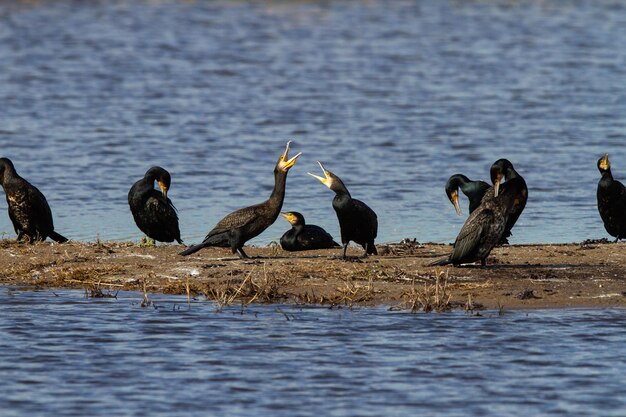 Nahaufnahme von Kormoran- oder Phalacrocorax-Carbo-Vögeln in der Nähe des Sees bei Tageslicht