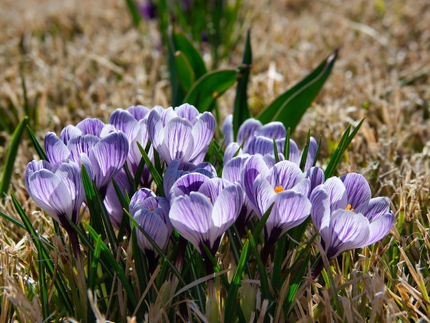 Nahaufnahme von lila Krokussen in einem Garten unter Sonnenlicht