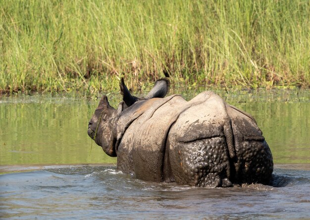 Nahaufnahme von Nashorn im Wasser
