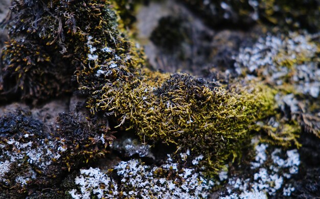 Nahaufnahme von nassem grünem Moos, das auf einem Stein wächst