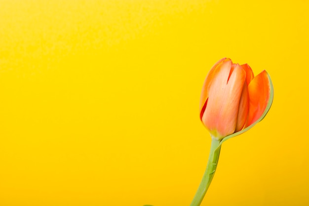 Nahaufnahme von orange Tulpen gegen gelben Hintergrund