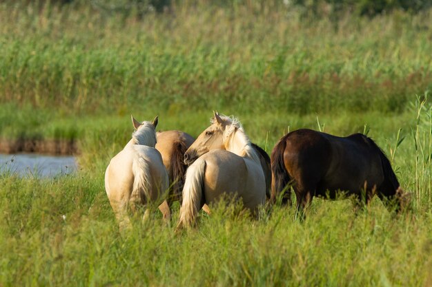 Nahaufnahme von Pferden auf einem Feld