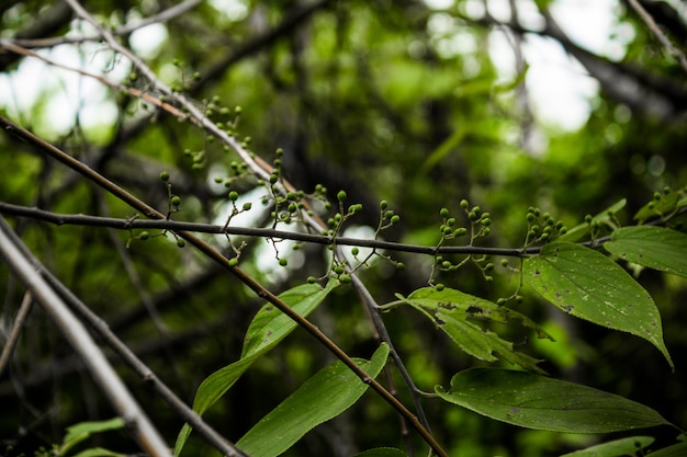 Nahaufnahme von Pflanze mit grünen Beeren