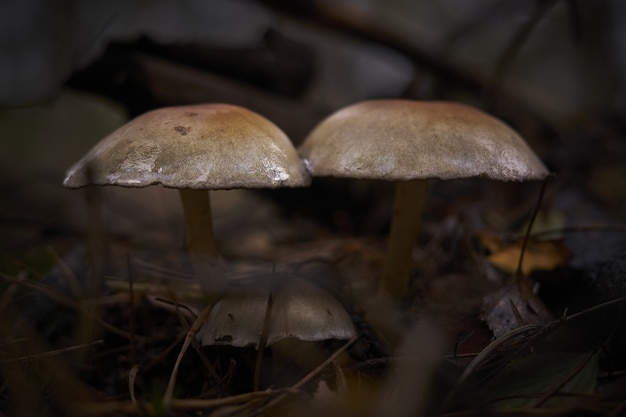 Nahaufnahme von Pilzen auf dem Boden