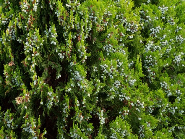 Nahaufnahme von Platycladus-Baumzweigen mit Früchten - perfekt für Tapeten
