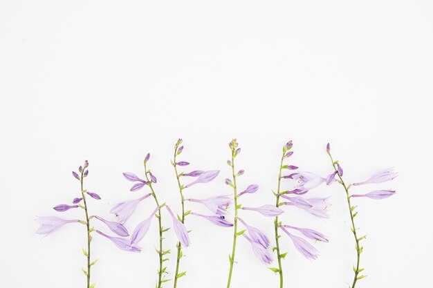 Nahaufnahme von purpurroten Blumen auf weißem Hintergrund
