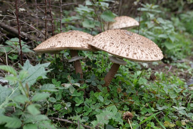 Nahaufnahme von Regenschirmpilzen