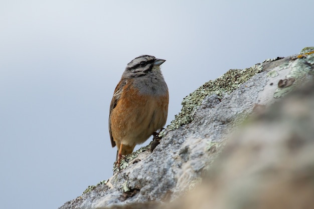 Nahaufnahme von Rock Ammer thront auf einem Felsen