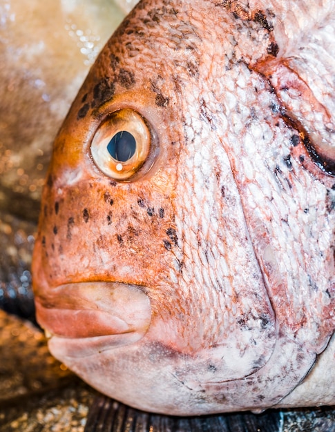 Nahaufnahme von roten frischen Fischen