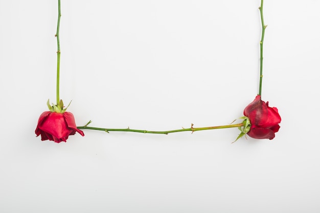 Kostenloses Foto nahaufnahme von roten rosen mit stamm auf weißem hintergrund