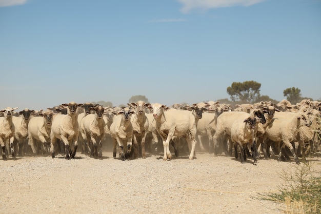 Nahaufnahme von Schafen, die auf der Straße in der Nähe eines Feldes laufen