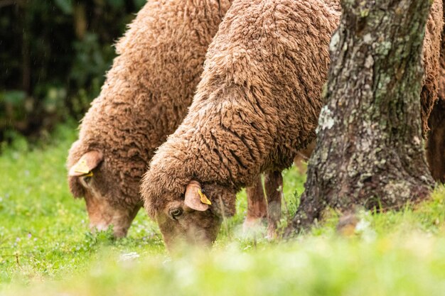 Nahaufnahme von Schafen, die auf einer Weide grasen