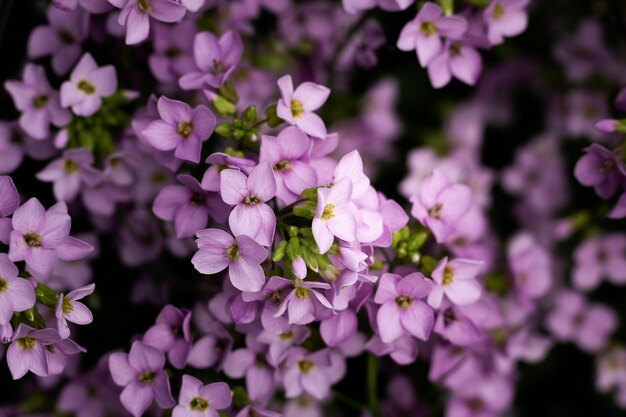 Nahaufnahme von schönen Blumendetails in der Natur