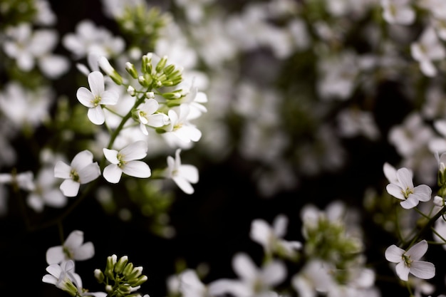 Nahaufnahme von schönen Blumendetails in der Natur